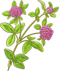 Clover Plant with Flowers Colored Detailed Illustration.