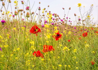 A spring field with poppies and other wildflowers