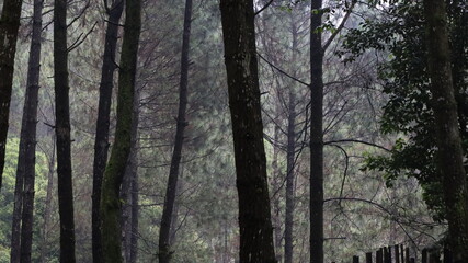 Obraz premium forest in the morning