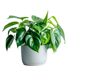 Philodendron Plant On Transparent Background.