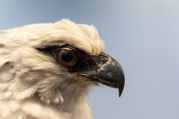 close-up of a harpy eagle's head with piercing gaze and sharp beak - obrazy, fototapety, plakaty