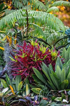Plants at sunset in the garden, bromeliads, cycads, palms and ferns