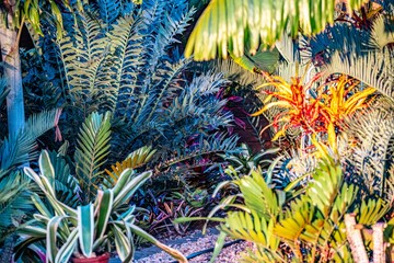 Plants at sunset in the garden, bromeliads, cycads, palms and ferns