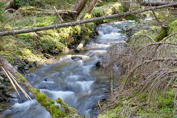 Obraz premium stream in the forest