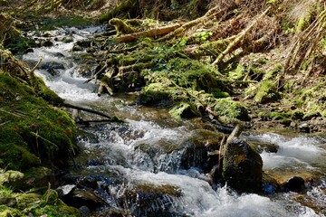 stream in the forest