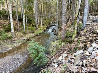 stream in the forest