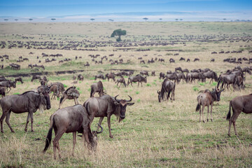 Blue Wildebeest (Connochaetes taurinus) herd migrating and grazing on savanna during the great migration, Serengeti National Park, Tanzania.