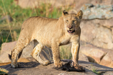 Young African Lion (Panthera leo) cub standing on rock, playing with tail from a killed wildebeest, gnu, Serengeti national park, Tanzania.