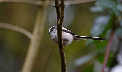 Long tailed tits perched in the rain