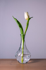 A tulip in a glass vase