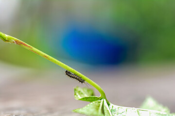 A caterpillar on a plant stem - 774810734
