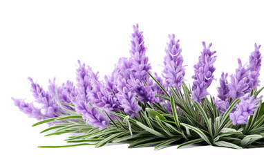A stunning array of lavender flowers blooming gracefully on a pristine white backdrop