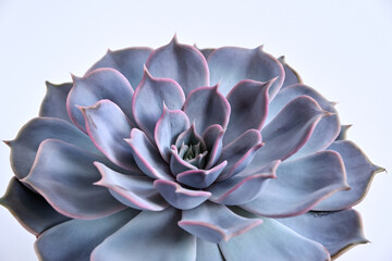 beautiful purple succulent on a white background close-up