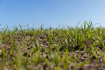 new crop of cereal wheat as green grass