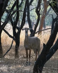 Poster Nilgai or Boselaphus tragocamelus, the largest antelope of Asia, observed in Jhalana Leopard Reserve in Rajasthan, India © Mihir Joshi