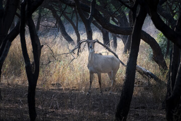 Nilgai or Boselaphus tragocamelus, the largest antelope of Asia, observed in Jhalana Leopard Reserve in Rajasthan, India