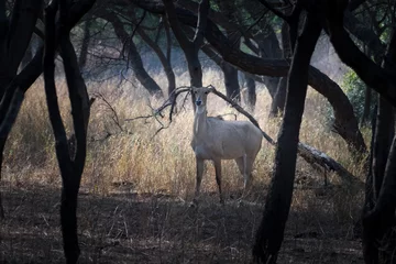 Papier Peint photo Lavable Antilope Nilgai or Boselaphus tragocamelus, the largest antelope of Asia, observed in Jhalana Leopard Reserve in Rajasthan, India
