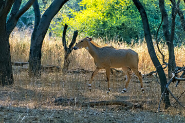 Nilgai or Boselaphus tragocamelus, the largest antelope of Asia, observed in Jhalana Leopard Reserve in Rajasthan, India