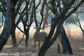 Nilgai or Boselaphus tragocamelus, the largest antelope of Asia, observed in Jhalana Leopard Reserve in Rajasthan, India