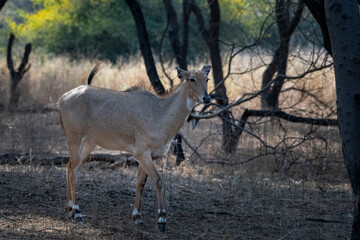 Nilgai or Boselaphus tragocamelus, the largest antelope of Asia, observed in Jhalana Leopard...