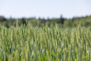 Fototapeta premium a field with green unripe cereals in summer