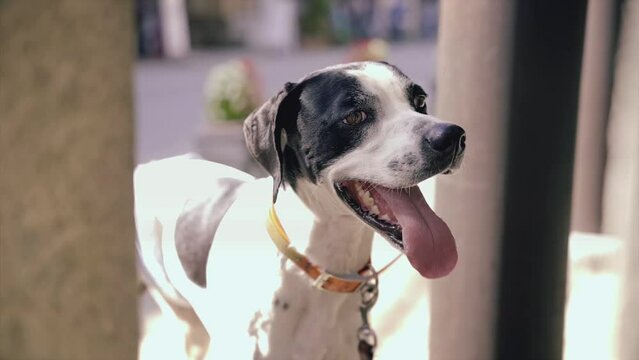 飼い主を待つ犬