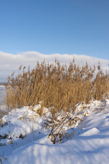 dry grass on a frozen lake in winter season