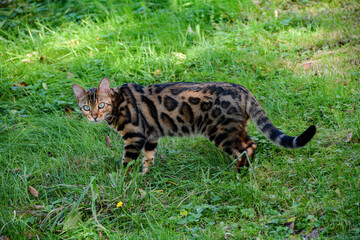 Bengal cat in green meadow - 774812323
