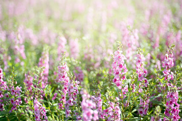 Obraz premium Landscape of beautiful pink forget me not flower in garden or field with sunlight. Background and copy space.