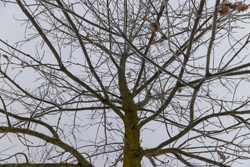 old foliage on an oak tree in winter