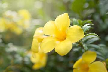 Fototapeta premium Blooming Allamanda cathartica or Common allamanda or golden trumpet vine or yellow bell in thai garden, copy space.