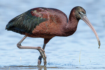 The glossy ibis (Plegadis falcinellus) is a water bird Pelecaniformes and the ibis and spoonbill...