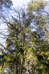 trees without foliage in the winter season