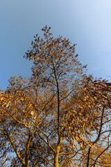an acacia tree with seeds in pods in sunny weather