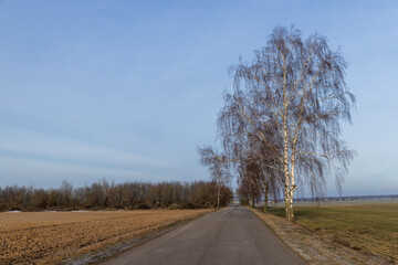 Fototapeta premium birch without foliage on the edge of the highway in winter