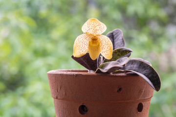 Closeup view of potted lady slipper orchid species paphiopedilum concolor with backlit red spotted...