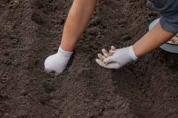 Hands of a farmer holding garlic. planting garlic.