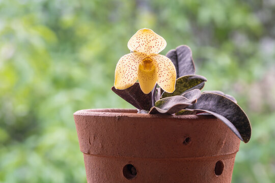 Closeup view of potted lady slipper orchid species paphiopedilum concolor with backlit red spotted yellow flower isolated on natural background
