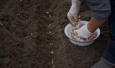Hands of a farmer holding garlic. planting garlic.