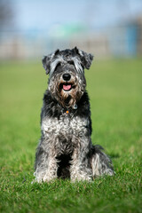 Fototapeta premium miniature schnauzer in green grass