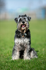 miniature schnauzer in green grass