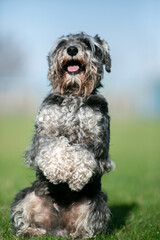miniature schnauzer in green grass