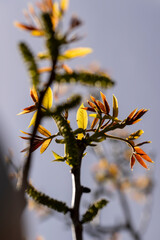 blooming walnut tree in the orchard