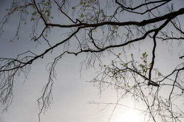 beautiful trees in warm spring weather with the first foliage