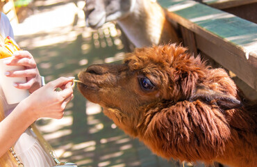 Fototapeta premium close-up of a girl feeding a llama from her hands.