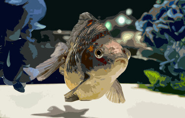 Realistic Illustration of Japanese Goldfish in a Fish Tank.