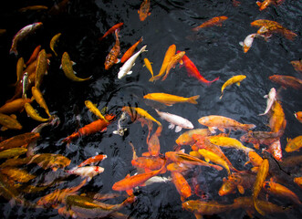 Obraz na płótnie Canvas koi fish swimming in a pond