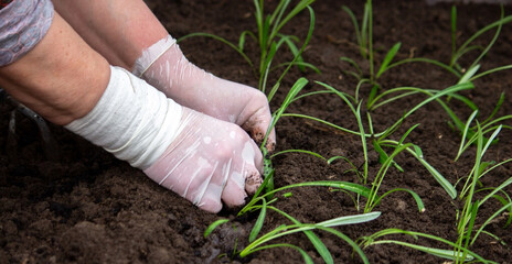 close-up of a woman planting a seedling in the soil.