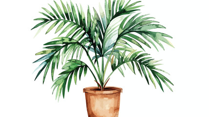 Palm tree in a pot on an isolated white background