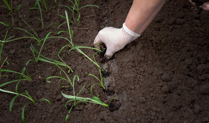 close-up of a woman planting a seedling in the soil.